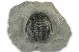 Detailed Hollardops Trilobite Fossil - Ofaten, Morocco #323703-3